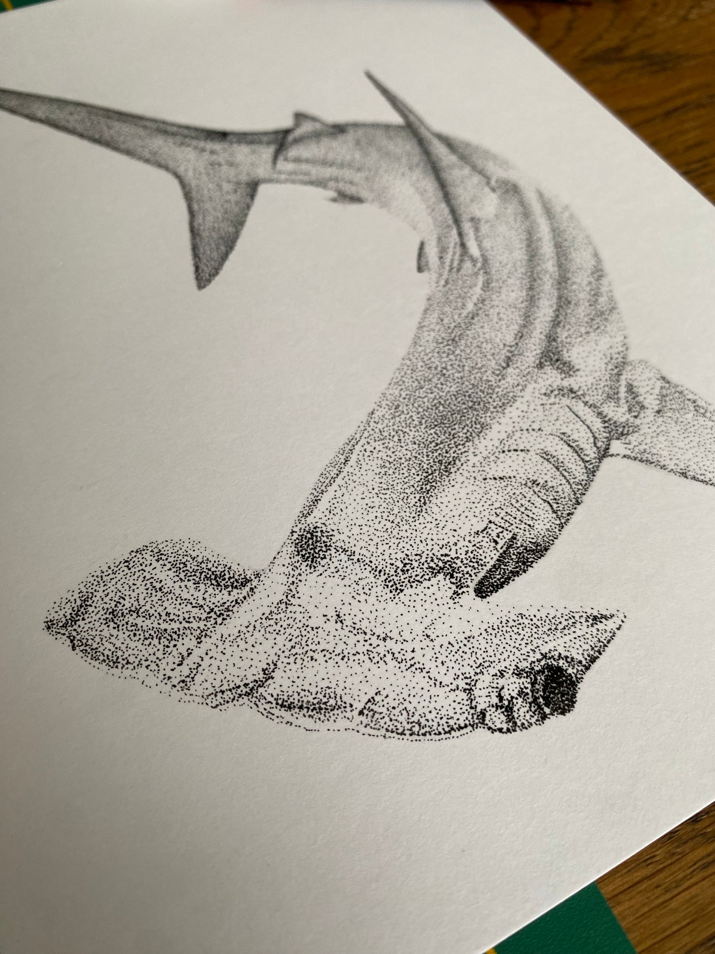 Dessin A5 - Requin marteau