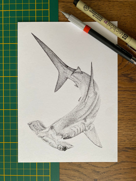 Dessin A5 - Requin marteau