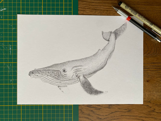 Dessin A4 - Baleine